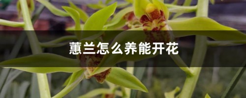 蕙兰怎么养能开花