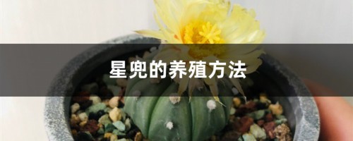 星兜的养殖方法，适合用深盆还是浅盆