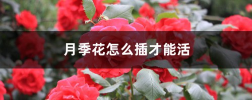 月季花怎么插才能活