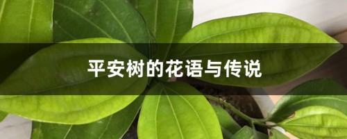 平安树的花语与传说