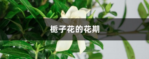 栀子花的花期，为什么不开花