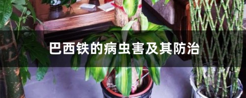 巴西铁的病虫害及其防治