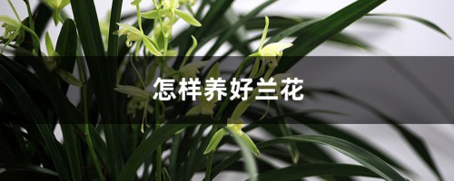 怎样养好兰花