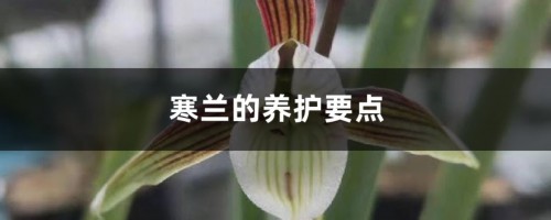 寒兰的养护要点