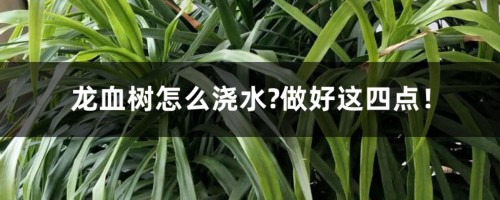 龙血树怎么浇水?做好这四点！