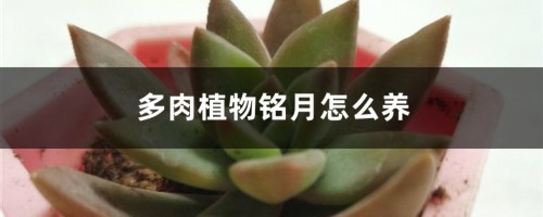 多肉植物铭月怎么养：如何修剪和养胖？